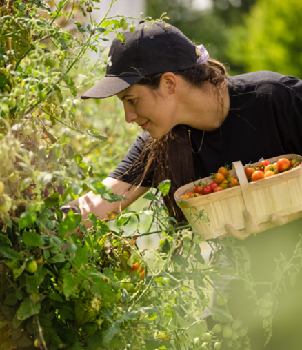 microfarming-tomatoes-scotia-plaza