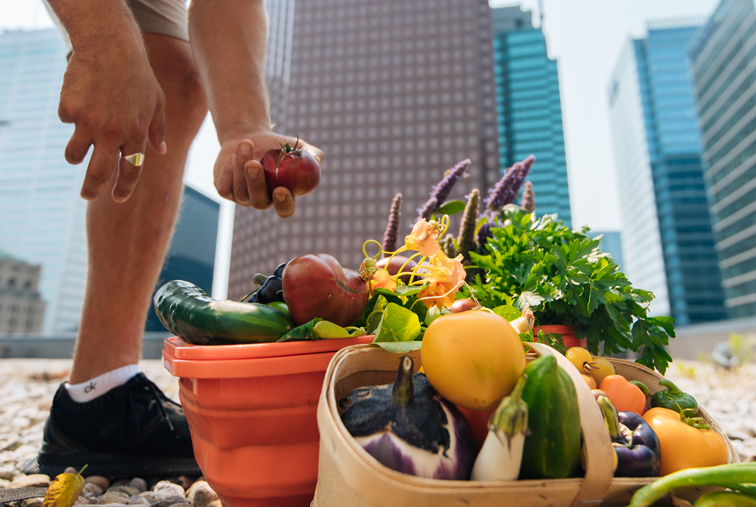 microfarming-vegetables-scotia-plaza